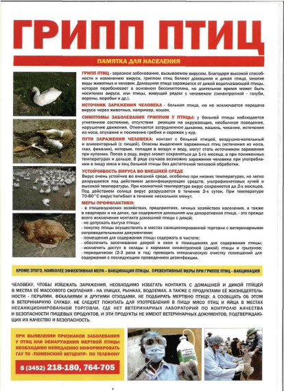 Грипп птиц. Грипп птиц.